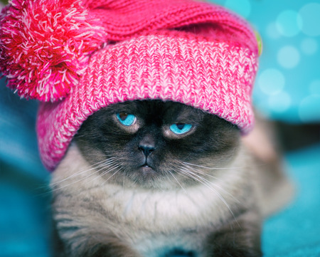 Siamese kitten wearing hatの写真素材