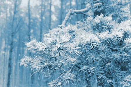 First snow in pine forest