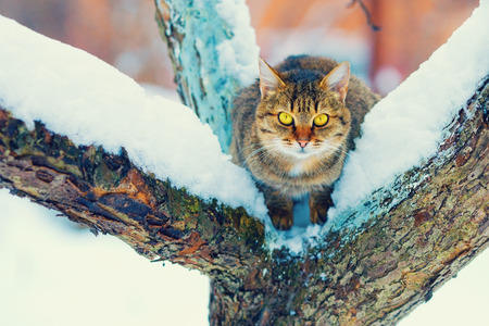 Cat sitting on the snowy treeの写真素材