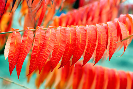 Autumn colorful leaves on branchの写真素材