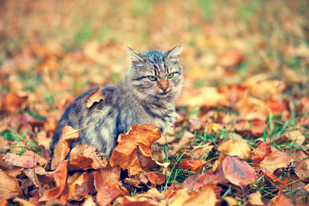 Siberian cat sitting on the fallen leavesの写真素材