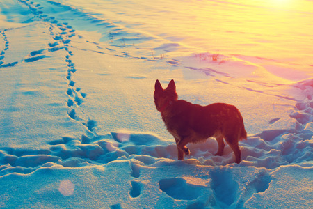 Dog staying in snowy field back to camera and looking at sunsetの写真素材