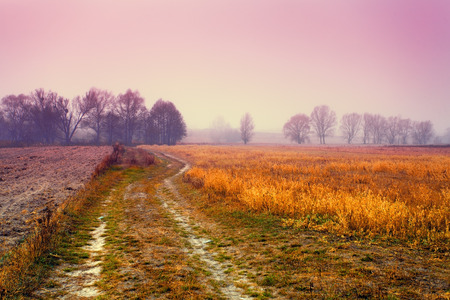 Foggy autumn landscape at sunriseの写真素材