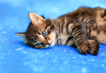 Cute little kitten lying on blue sparkling blanketの写真素材