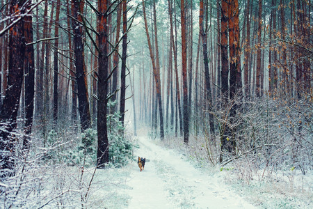Pine forest in snowstormの写真素材