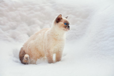 Cute siamese cat walking in the snowy forestの写真素材