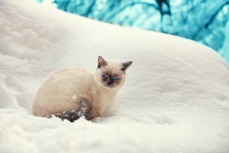 Cute siamese cat walking in the snowy forestの写真素材