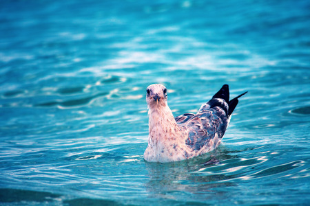 Seagull swimming in the seaの写真素材
