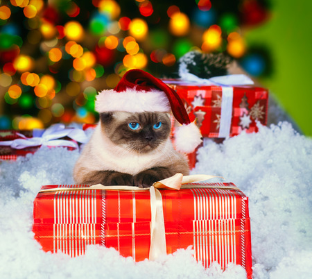 Siamese cat wearing Santa hat with present against Christmas lightの写真素材