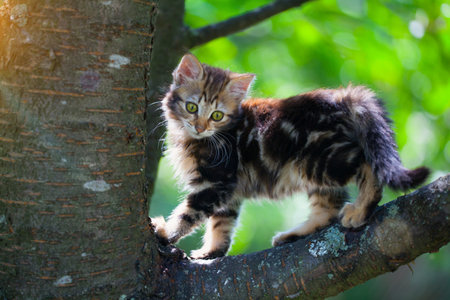 Cute kitten on a treeの写真素材