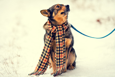 Dog wearing scarf walking outdoor in winterの写真素材