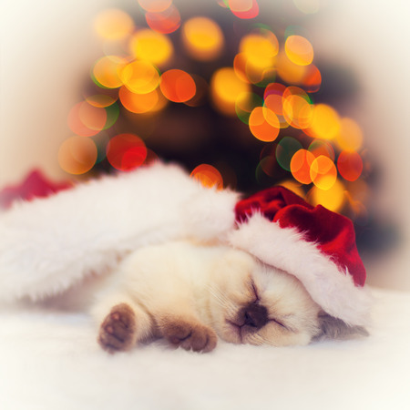 Little kitten wearing Santa hat sleeping against Christmas tree with holiday lightsの写真素材