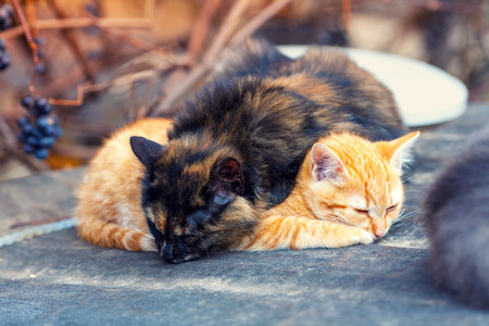 Two little kittens sleeps outdoorsの写真素材