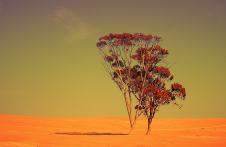 Alone tree in Judean Desert at sunsetの写真素材