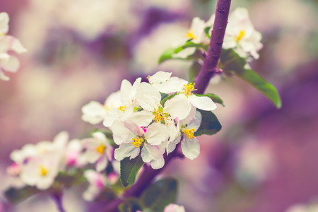 Blossoming apple tree after rain. Vintage color correctionの写真素材