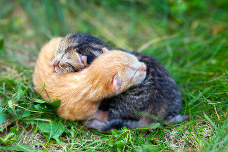 Two newborn kitten on the grassの写真素材