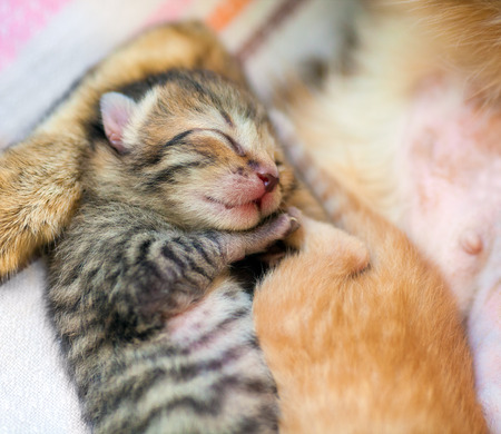 Sleeping newborn kittenの写真素材