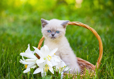 Cute little siamese kitten in a basket with lily flowers outdoorの写真素材