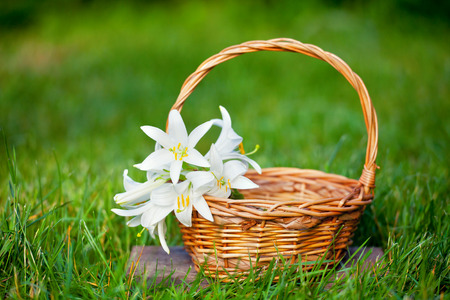 Basket with lily flowers on the grassの写真素材