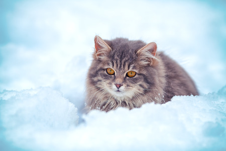 Cute kitten sitting in the snowdriftの写真素材