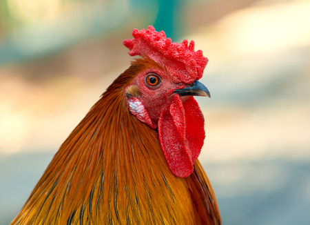 Portrait of cock outdoorsの写真素材