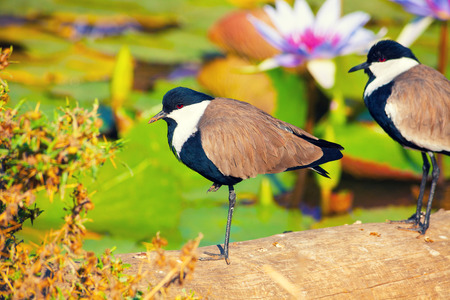 Bird in the tropicsの写真素材
