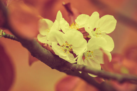 Blossoming apple tree. Vintage color correctionの写真素材