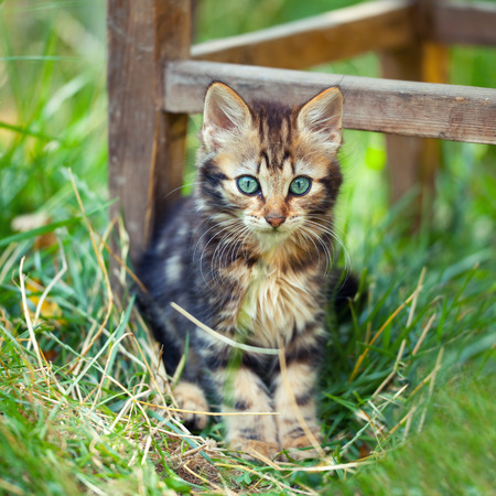 Cute kitten staying in a tall grass in the gardenの写真素材
