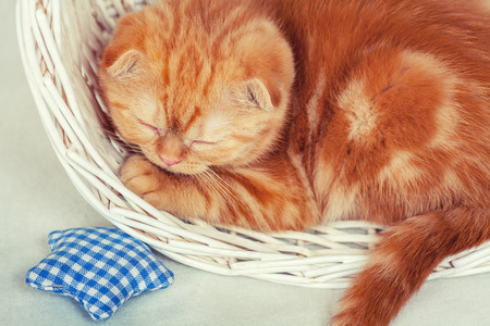 Cute kitten sleeping in the basketの写真素材