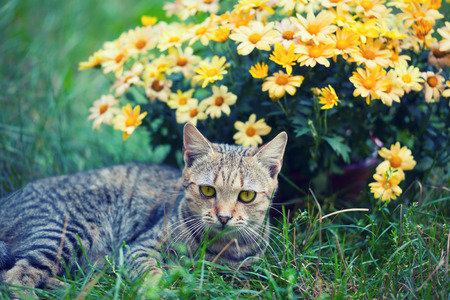 Cat next to yellow flowersの写真素材