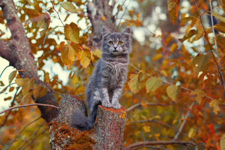 Cute siberian cat sitting on a treeの写真素材