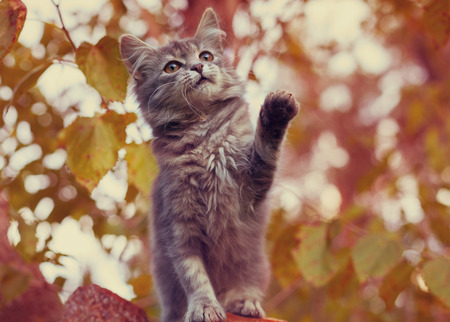 Cute siberian cat sitting on a treeの写真素材