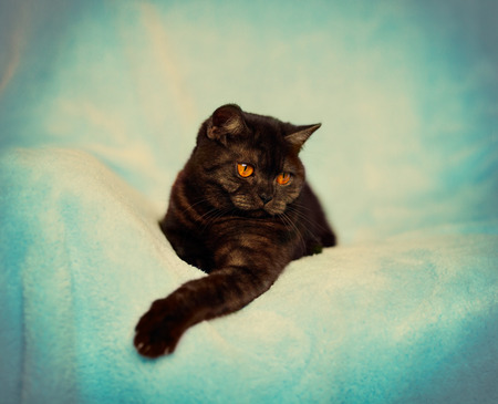 Vintage portrait of cute playful catの写真素材