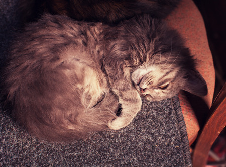 Cute siberian cat lying curled up in marsala colorの写真素材