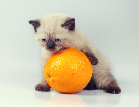 Cute siamese kitten with orangeの写真素材
