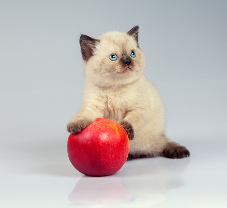 Cute siamese kitten playing with red appleの写真素材