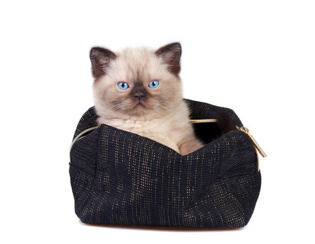 Cute little siamese kitten sitting in the beauticianの写真素材