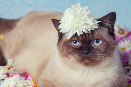Cute siamese cat have a rest on the flowersの写真素材