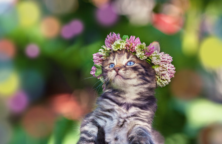 Cute kitten crowned with a chaplet of cloverの写真素材