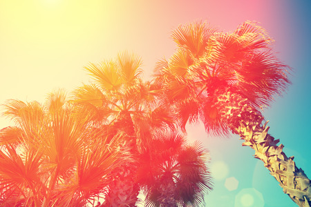 The tops of the palm trees on the sunny sky の写真素材