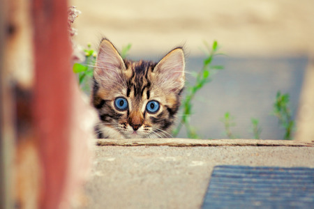 Cute kitten in the yardの写真素材
