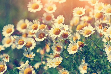 Vintage wilde chamomile flowersの写真素材