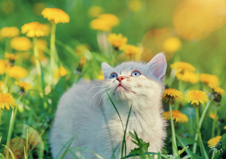 Little kitten walking on the dandelion lawnの写真素材