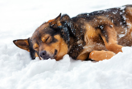 Dog resting in the snowの写真素材