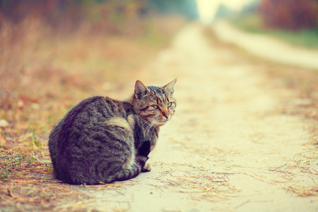 Siberian cat sits on a rural roadの写真素材