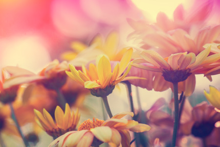 Vintage flowers for backgroundの写真素材