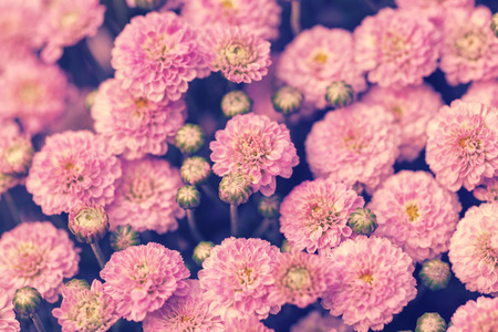 Vinage flower backgroundの写真素材
