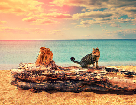 Cat on a snag at the beachの写真素材
