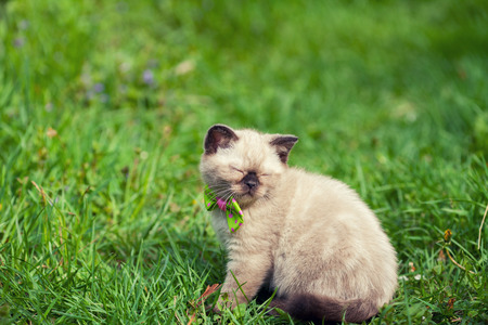 Cute kitten relaxing on the grassの写真素材