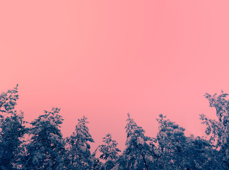 Vintage background with pine trees covered with snow against pink skyの写真素材